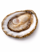 Huîtres plates (Ostrea edulis) | Sélection & Livraison