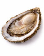 Huîtres de Bretagne – Producteurs | Fines & Spéciales